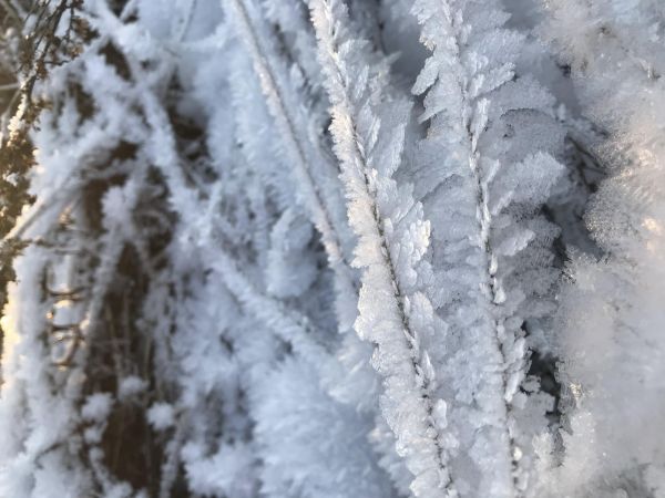 b_600__16777215_00_images_0konkurs_2020_12_11_14_53_IMG_6541.jpg